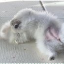 애견멀티샵 이미지