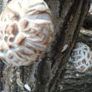 산골짜기농장 이미지