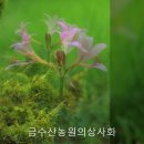 금수산 농원 이미지