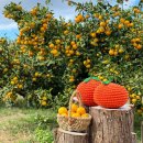 호근농장 이미지