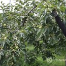 김종출농장 이미지