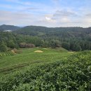 보성농원 | [전남/보성] 몸과 마음이 힐링 되는 보성 대표 관광지 &#34;대한다원보성녹차밭&#34; 방문 후기