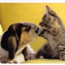 개와 고양이 이미지