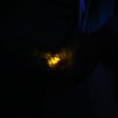 두손모아 반딧불이 이미지