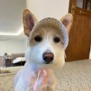 멍멍플라워 이미지