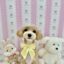 아멍띠에 이미지