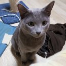 까치산로4길 Daum카페