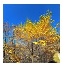 치악산둘레길 6코스 매봉산자락길 이미지