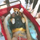 강아지마을2012 이미지