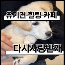 애견사랑 | [중랑구] 다시사랑받개 유기견 애견 카페후기｜따뜻한 마음이 느껴졌던 특별한 공간