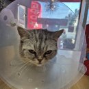 고양이무마취미용 고미고미 동삼점 | 부산고양이미용 고미고미 다대점 예민한 우리 미미 예쁜 미용