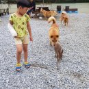 아기애견 이미지