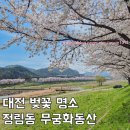 수미초등학교 | 대전 벚꽃 명소 정림동 무궁화동산 실시간 개화 상황