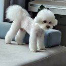 애니테티카 이미지