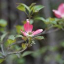 꽃산딸나무[ Cornaceae (층층나무과) ＞ Cornus (층층나무속) ＞ florida (꽃산딸나무)] 이미지