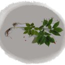 [스크랩] 왕방지맥 2 (쇠목고개→소요단맥분기점→국사봉[미군부대]→칠월리고개) 07.07.29