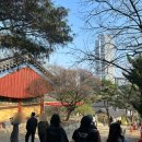 한국화 | 봉은사 벚꽃 선명상축제 2026 구경 명상길 한국화 공양미 시주 후기