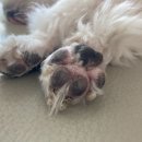 웰니스동물병원(롯데월드점) 이미지