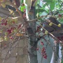 로터스팜 이미지