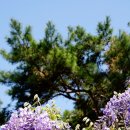 삼풍가든 | [소니a6300/탐론1770] 수원 삼풍가든 등나무꽃