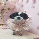 러브애견미용 이미지