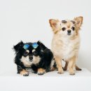 293사진관 이미지