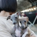 꽃님켄넬 이미지