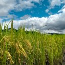 계수나무토끼한마리 | 전남 여행 | 화순 카페 계수나무토끼한마리 방문기