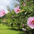 무궁화유치원 이미지