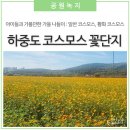 숙) 10월 명소 하중도 코스모스 꽃단지 이미지