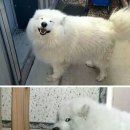 강냥이 네이버블로그