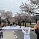 나전중학교 | 강원도 정선 벚꽃축제 데이트 후기, 정선주차장, 먹거리, 개화시기, 나전역 근처 벚꽃놀이