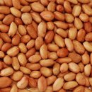 땅콩이네 이미지