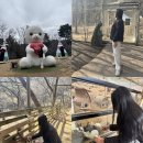 홍천이화사슴농장 | 강원도 홍천여행 1박2일 코스 中 홍천 가볼만한곳 알파카월드