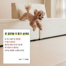 펫바이블 이미지