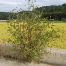 온천주유소 이미지