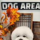 도그아레아 이미지