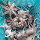 훼미리호좌대낚시터 이미지