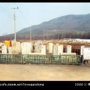 읍내리 - 좌 Daum카페
