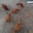 우리집토종닭 이미지