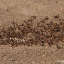 개미통나무 이미지