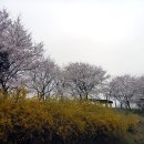 강화 고려궁지 벚꽃터널 이미지