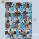 개언니네 이미지