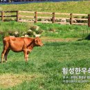 횡성한우 이미지