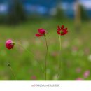 황금이삭 이미지