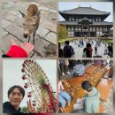 비디오나라 | 오사카 패키지 자유여행 코스 후기 | 와쿠와쿠 버스 가이드 투어 나라 사슴공원