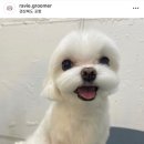 하비펫샵 이미지