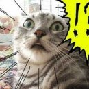 비비큐치킨진량점 이미지