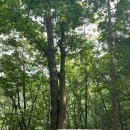 연리목 | 강원명산20 #16｜명산100 #9] 홍천 가리산 등산코스 후기｜연리목·무쇠말재·정상까지 원점회귀 코스 정리