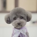 스위프트살롱 이미지